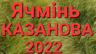 Ячмінь Казанова 2022. на Біопрепаратах. Насіння на продаж.