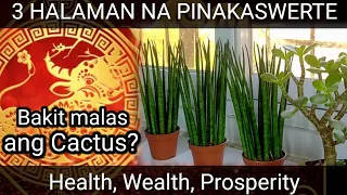 3 Feng Shui Lucky Plants na nasa loob ng bahay for positive Energy (Health, Luck, Prosperity)