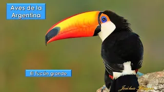 Tucán grande, Toco Toucan, (Ramphastos toco), Aves de la Argentina