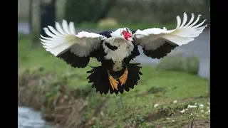 Muscovy duck flying!