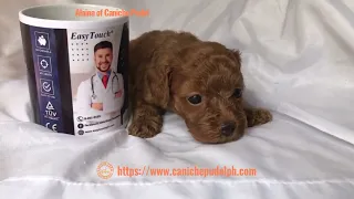 Alaina of Caniche Pudel, a red toy poodle puppy, is four weeks old.