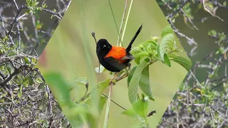 Wrens of Australia