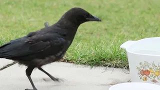 this goofy baby crow just going around, waiting to get fed