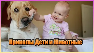 Я РЖАЛ ПОЛ ЧАСА Самые смешные животные и дети переходят все границы!!!!