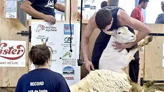 Остричь 2500 овец за сутки: во Франции установили мировой рекорд