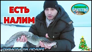 ЛОВЛЯ НАЛИМА ЗИМОЙ /  ЕСТЬ НАЛИМ /ЗИМНЯЯ РЫБАЛКА НА ПЕЧОРЕ /  FISHING BURBOT