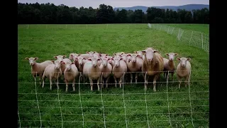Grazing Cover Crops with Sheep - Farminar