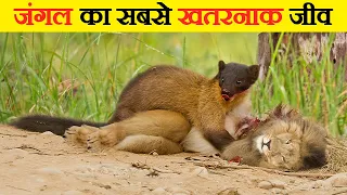 जंगल का सबसे खतरनाक जानवर | Most Dangerous Animal in the Jungle | Animal Facts in Hindi