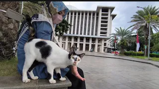 Kucing liar di sekitaran Masjid Istiqlal Jakarta