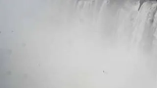 birds nesting at Iguazu falls