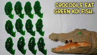 Hungry Crocodile Eating Green Koi Fish