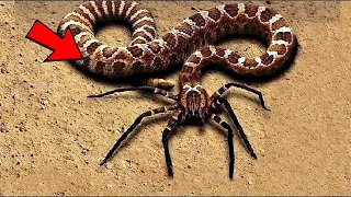 SNAKE IN WORK! The rarest snake in the world. Spider viper.