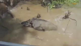 Massive 20 feet Croc kills Wild Boar and deer !!! Crocodiles, the masters of Stealth!