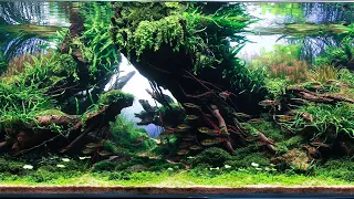 Planted Tank Contest IIAC | Top 10 Winning Aquascapes