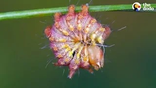 Watch This Caterpillar Turn Into A Chinese Luna Moth | The Dodo