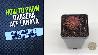 How to Grow and Propagate Drosera Lanata (Wooly/Petiolaris Sundew Carnivorous Plant Grow Guide)