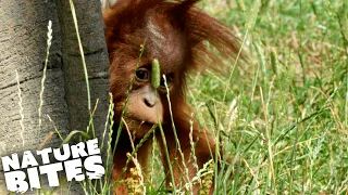 Orangutan Sibling Rivalry | The Secret Life of the Zoo | Nature Bites