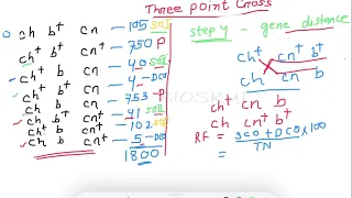 Three point mapping II Gene Order II Gene Distance