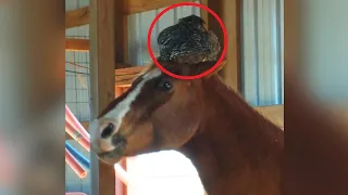 When the woman noticed THIS on the horse's head, she immediately picked up the phone!