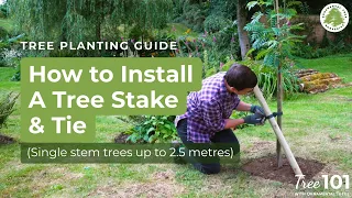 How to Easily Install a Tree Stake & Tie (Single Stem Trees up to 2.5m) | Tree 101