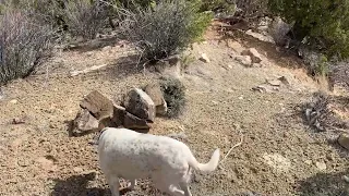 Ancient Trail, plus deer leg