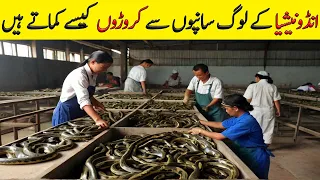 Snake Farming In Indonesia ||How Farmer Make 1 Billion USD from 3 Million Snake Every Year