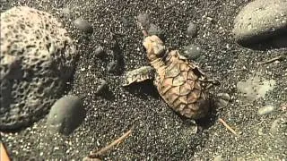 Baby sea turtles hatch, have Hawaiian help