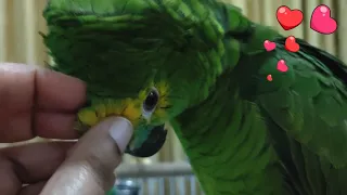 Amazing Blue-fronted Amazon Parrot 😍😍😍