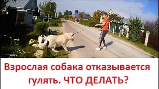 Собака отказывается гулять. Что делать?