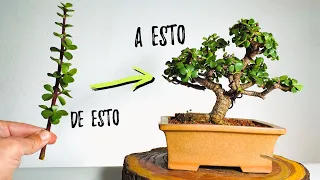 COMO HACER UN BONSAI DE PORTULACARIA AFRA ✅  De esqueje a bonsai 💯