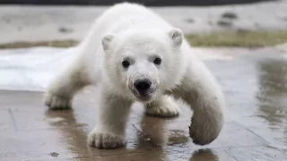 CUTE Baby Polar Bear Playing Compilation!