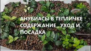 Анубиасы в тепличке, содержание, уход и посадка