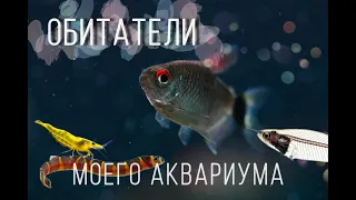 Обитатели моего аквариума || любимые жильцы ❤️