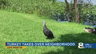 Wild turkey goes viral in Polk County