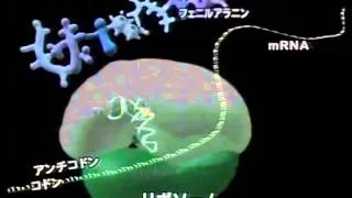 生物基礎22 生物23 2004mRNAが核外のリボゾームでtRNAが持ってきたアミノ酸の並ぶ順番を決めその後蛋白質が出来るまでCG