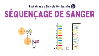 Séquençage de Sanger | Biochimie Facile