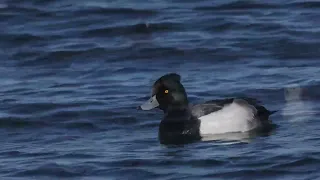 Possible hybrid Tufted Duck x Greater Scaup adult ♂ 240125 Japan