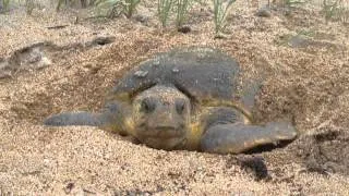 Daytime Loggerhead Sea Turtle nesting