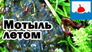 Как добыть мотыля летом