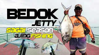 Bedok Jetty Fishing | Ajing Fishing | Sagai Season