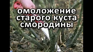 Как омолодить (обновить) старый куст смородины?!