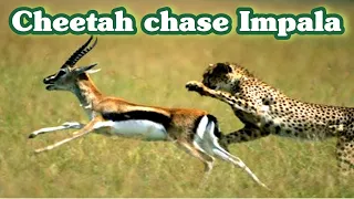 Cheetah chase Impala||Impala are trying to escape||Wild footage.