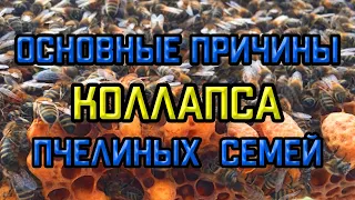 Коллапс пчел, основные причины гибели пчелиных семей. Осенний слёт пчелосемей.