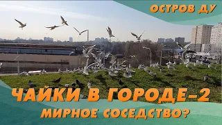 Чайки в городе-2! Мирное соседство? — Интересные факты о жизни чаек | Остров Ду с Еленой Вахромеевой