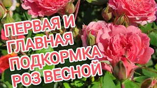 ПЕРВАЯ ПОДКОРМКА РОЗ ВЕСНОЙ.🌹🌹🌹