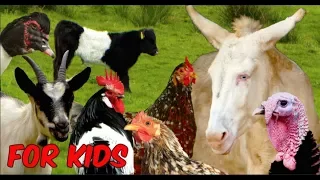 For Kids: RARE FARM ANIMALS - chicken, horse, cattle, goats, sheep, poultry, film for children