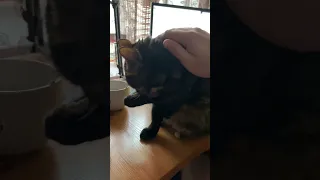 Чистоплотная чистюлька❤️🐈😂 заботливая кошка