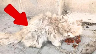 After a lifetime of abuse, a hungry, filthy stray cat is saved, and now he is helpless.