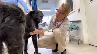 Masses on a dog. When to worry and when to remove. Lipoma on an older lab.