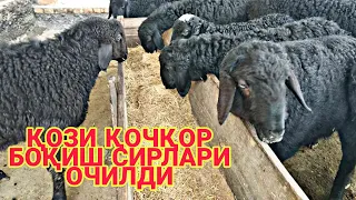 ҚЎЗИ ҚОЧҚОР БОҚИШ СИРЛАРИ ОЧИЛДИ